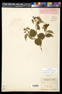 Viburnum dentatum var. lucidum image