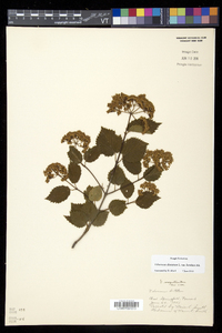 Viburnum dentatum var. lucidum image