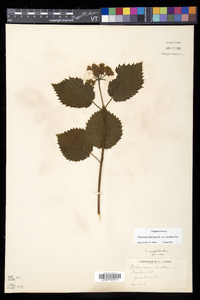 Viburnum dentatum var. lucidum image