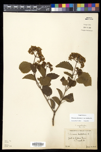 Viburnum dentatum var. lucidum image