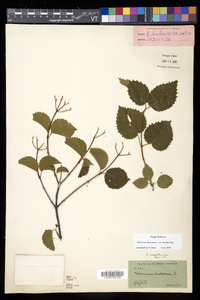 Viburnum dentatum var. lucidum image