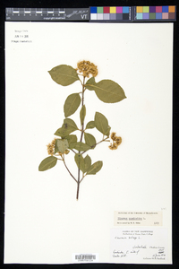 Viburnum cassinoides image