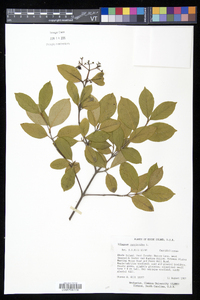 Viburnum cassinoides image