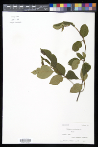 Viburnum cassinoides image
