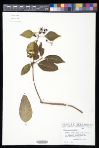 Viburnum cassinoides image