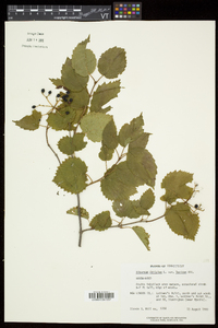 Viburnum dentatum var. lucidum image