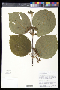 Viburnum lantanoides image