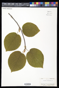 Viburnum lantanoides image