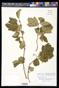 Viburnum edule image