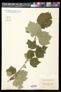 Viburnum edule image