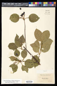 Viburnum lentago image