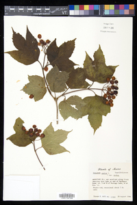 Viburnum opulus subsp. opulus image