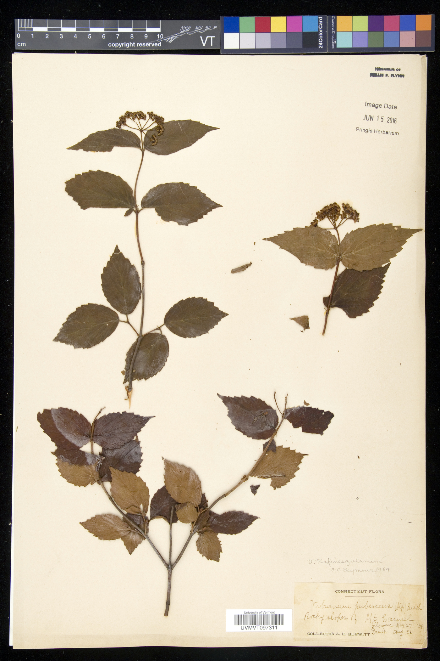 Viburnum rafinesqueanum var. rafinesqueanum image