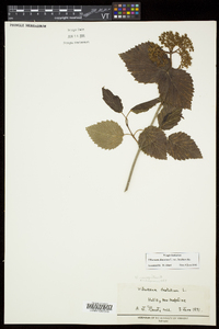 Viburnum dentatum var. lucidum image