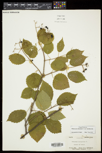 Viburnum dentatum var. lucidum image