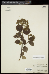 Viburnum dentatum var. lucidum image