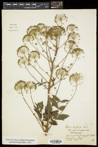 Aralia hispida image