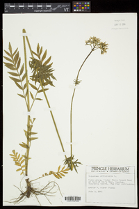 Valeriana officinalis image