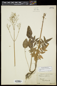 Valeriana uliginosa image