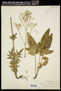 Valeriana uliginosa image