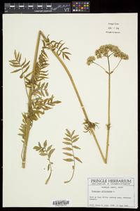 Valeriana officinalis image