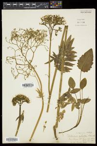 Valeriana uliginosa image