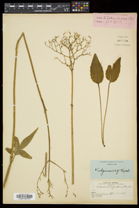 Valeriana uliginosa image