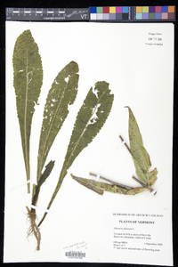 Dipsacus fullonum image