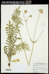 Knautia arvensis image