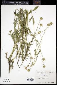 Knautia arvensis image