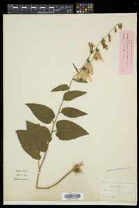 Campanula rapunculoides image