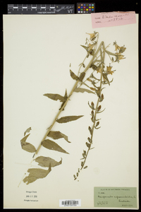 Campanula rapunculoides image