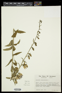 Campanula rapunculoides image