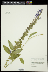 Lobelia siphilitica var. siphilitica image