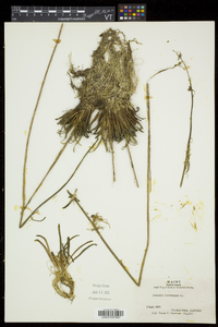 Lobelia dortmanna image