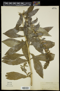 Lobelia siphilitica var. siphilitica image