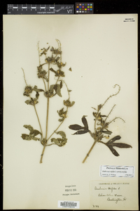 Ambrosia trifida var. trifida image