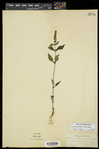 Ambrosia trifida var. trifida image