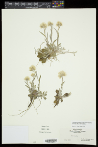 Antennaria parlinii subsp. fallax image