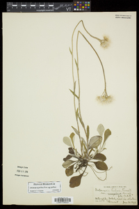 Antennaria parlinii subsp. parlinii image