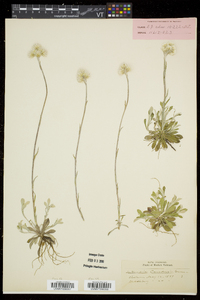 Antennaria howellii subsp. canadensis image