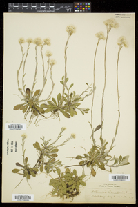 Antennaria howellii subsp. canadensis image