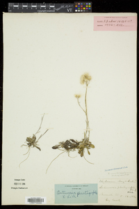 Antennaria howellii subsp. canadensis image