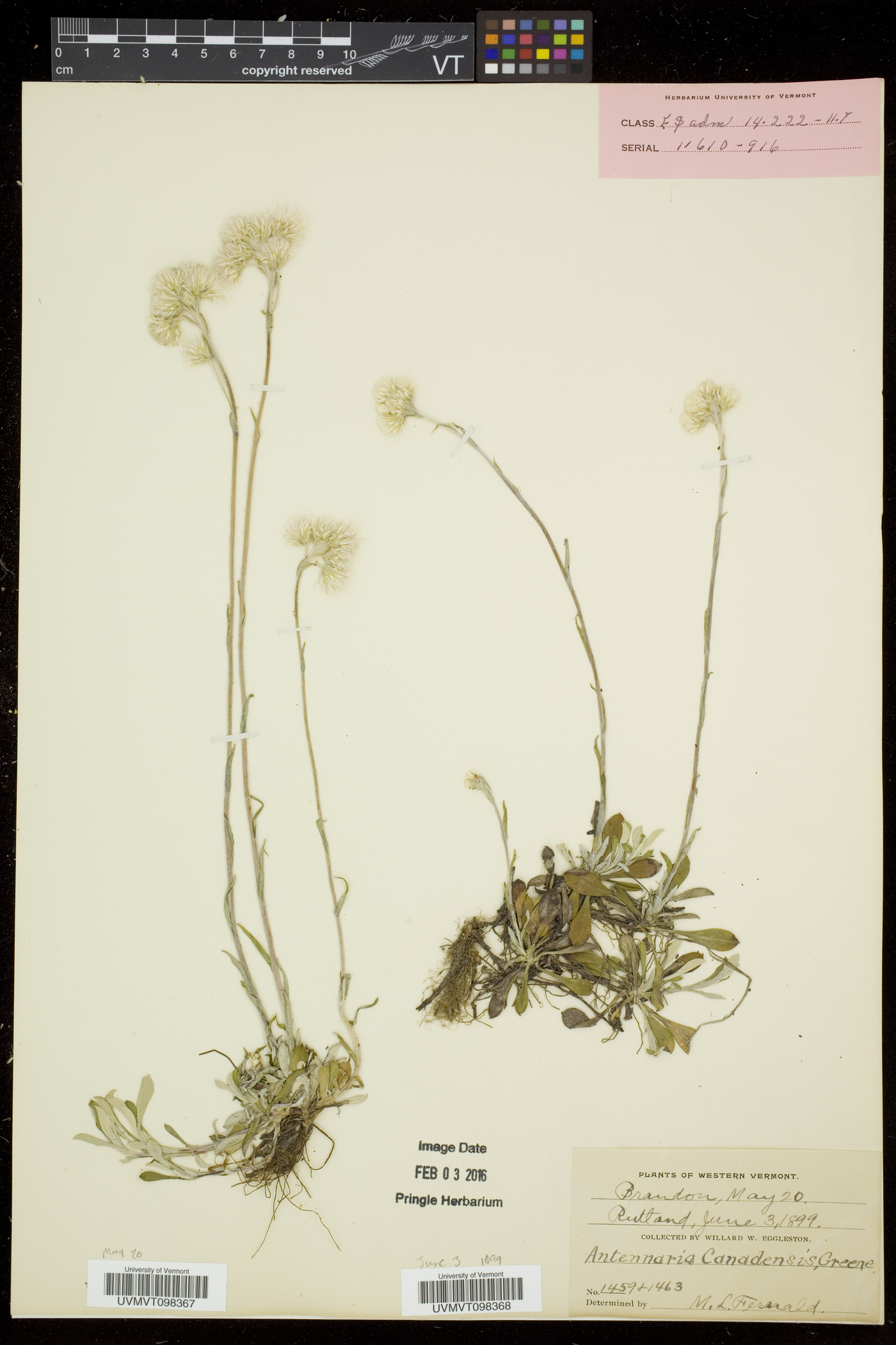 Antennaria howellii subsp. canadensis image