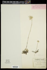 Antennaria neglecta image