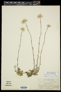 Antennaria howellii subsp. canadensis image