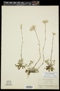 Antennaria howellii subsp. canadensis image