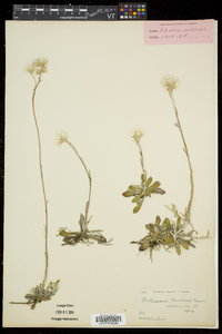 Antennaria howellii subsp. canadensis image