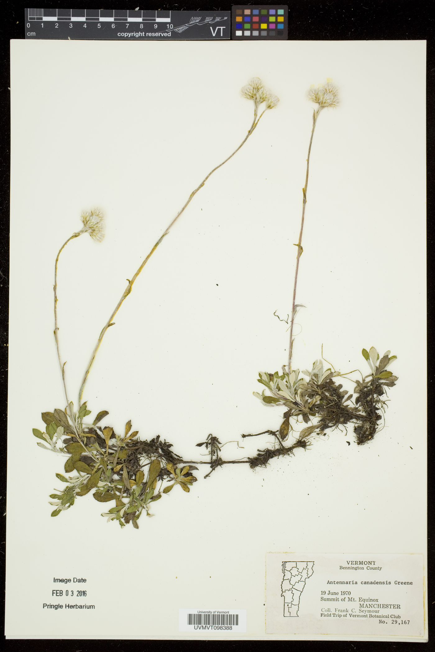 Antennaria howellii subsp. canadensis image