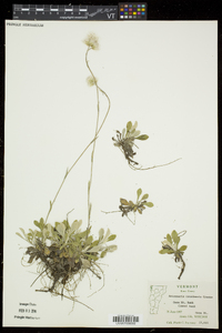 Antennaria howellii subsp. canadensis image